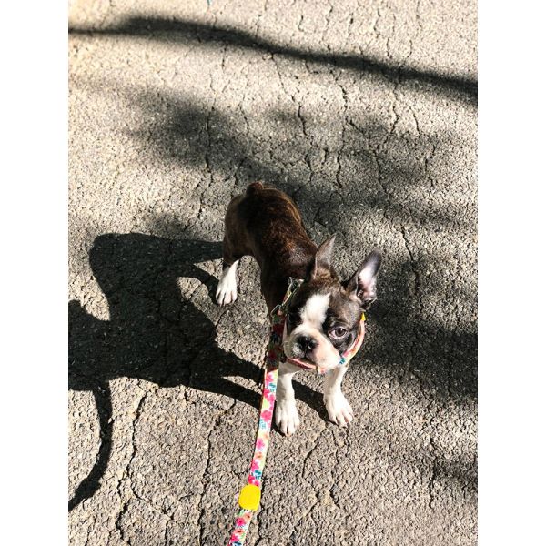 2.5cm 1 Inch Flower Polyester Dog Collars And Harnesses Soft Puppy Collar Outdoor