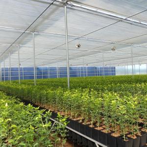 9m 10m Multi-Span Estufa de Película Plástica para Venda Com Sistema de Sombra