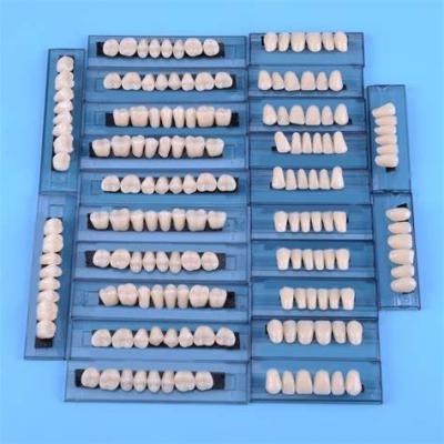 Tipo avançado grupo artificial dental dos dentes da resina acrílica da dentadura