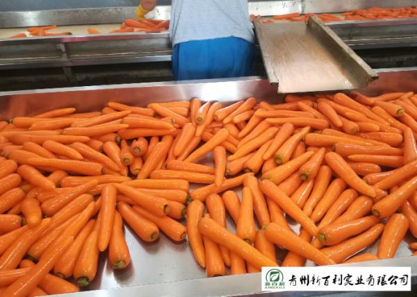 HACCP / GAP Standard Fresh Organic Carrots Own Plantation Supply To Supermarket
