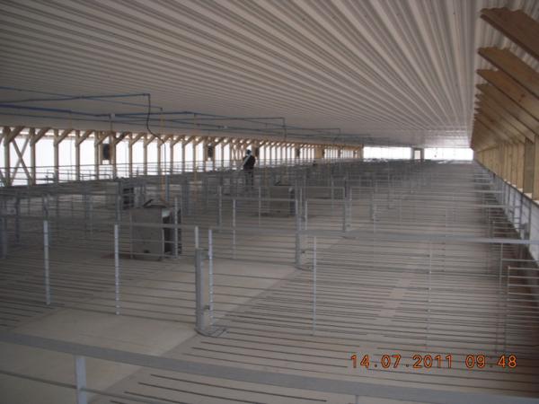 Hot Galvanied Steel Pig Farming Equipment , Pig Sow Stalls For Fattening Hog