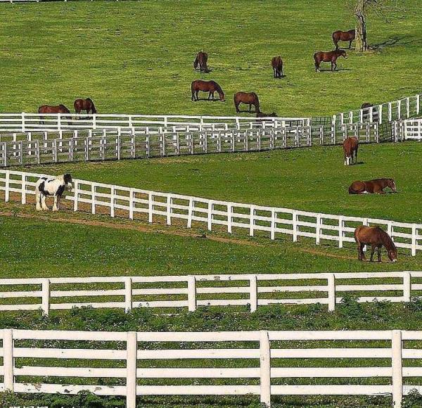 White PVC Anti-Climb Horse Farm Fence 4 Rails No Rot