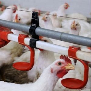 Systèmes d'eau de maison de volaille d'abreuvoir de mamelon de l'eau de 38.8mm