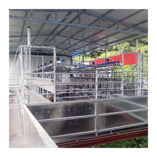 Parallel Lines 20T/H Herringbone Milking Parlor Automatic Milk Machine