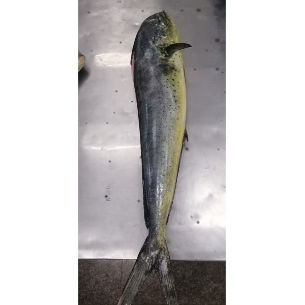 Fillet Frozen Mahi Mahi Fish Frozen Mahi Mahi Fillet Perfect for Restaurants Food Distributors and Seafood Retailers