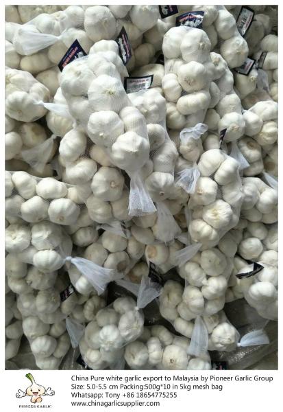 China pure white garlic export to Malaysia with 5.0-5.5 cm in 5kg mesh bag