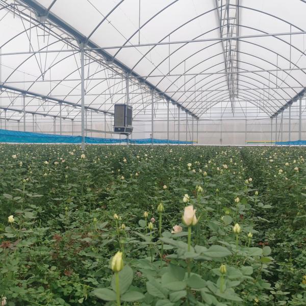 Anúncio publicitário agrícola da multi estufa automática do filme plástico do período industrial