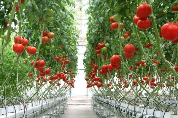 4000lm 300W 3500K Vegetable LED Grow Lights