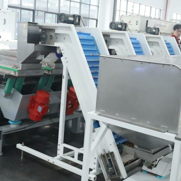 AI-Powered Walnut Kernel Grading Machine High Resolution Cameras 8 Lane Large Output Foreign Material Remover 12 outlets