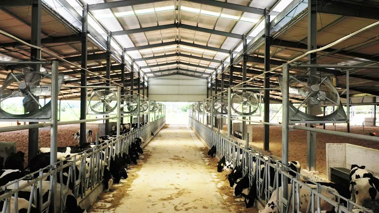 Pre-engineered Steel Structure Milking Parlor with Automatic Ventilation System and 12,000 Eggs per Hour Capacity