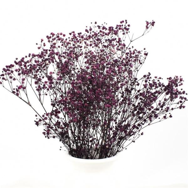 Armazenamento a longo prazo secado bonito do Gypsophila das flores das decorações da casa