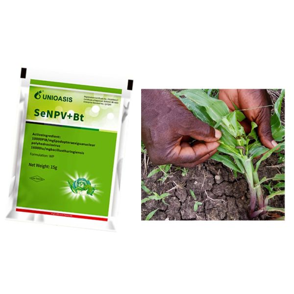 Pesticide viral pour insectes organiques naturels SeNPV & Bt WP pour les légumes brassicaces Spodoptera exigua NPV Biopesticide