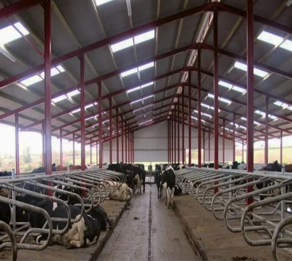 Steel Structure Prefab Poultry House Wind Resistant Pre Engineered Steel Cowshed