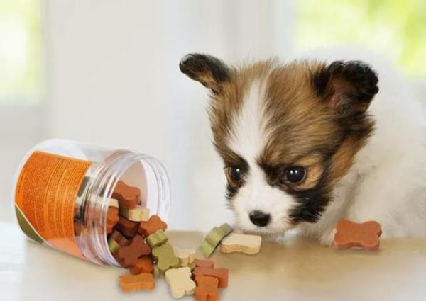Extrusion froide de lécithine d'acier inoxydable de chien d'animal familier de machine molle de festin faisant la machine