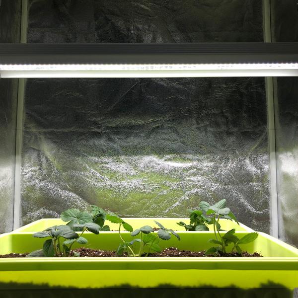O diodo emissor de luz de RedFarm 40w 2.5ft Veg cresce as plantas vegetais da plântula da exploração agrícola vertical clara