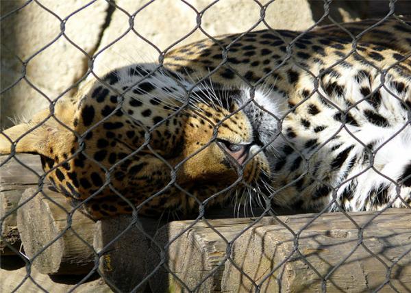 猿のトラの動物園1.2mm 7 x 7動物のエンクロージャの網
