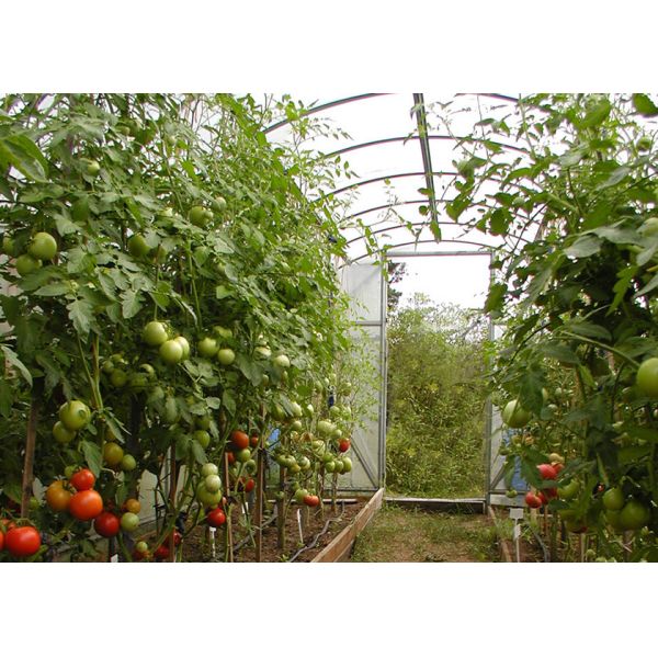 Facilité d'installation Jardinage en poly-tunnel pour les légumes / fleurs qui poussent ou sement