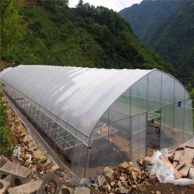 UV Resistance Hot Dipped Steel Frame Single Span 10m Tunnel Plastic Greenhouse