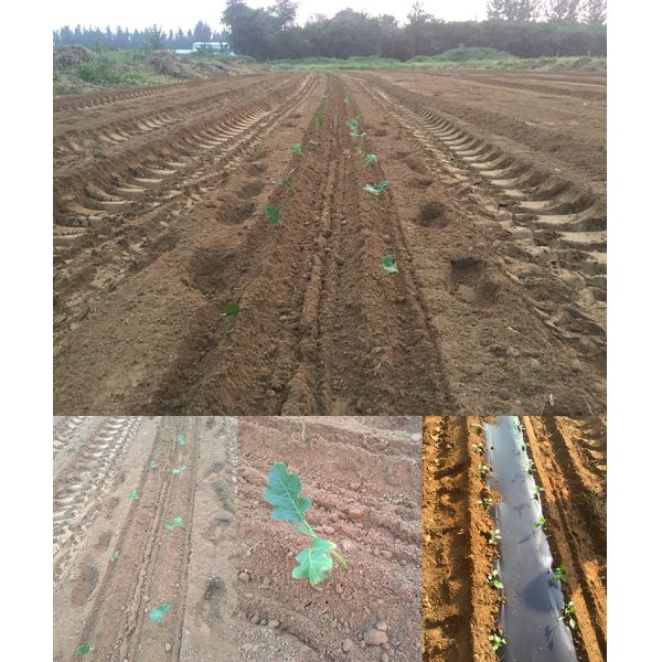 6000 - 8000plants/Hour Vegetable Transplanter Row Distance 30 - 60cm