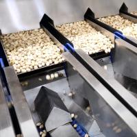 el pistacho enorme 8 de 380V Akbari sale la clasificadora de las nueces para calificar y clasificar