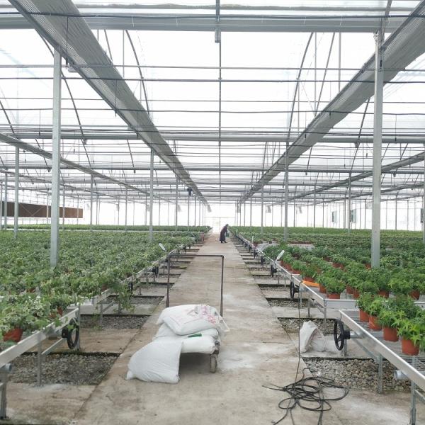 Large Area Multi Span Greenhouse / Plastic Film Greenhouse 8m Width