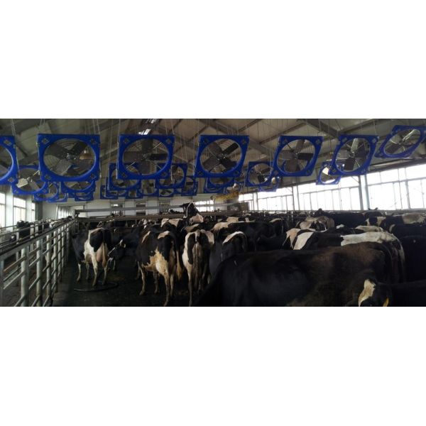 Sistema de refrigeración por agua Ventilador de escape industrial EC o DC Ventilador de aves de corral de motor