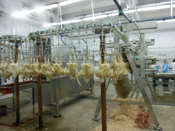 Máquina de descascar frango Output diferente decidido pelas demandas de processamento