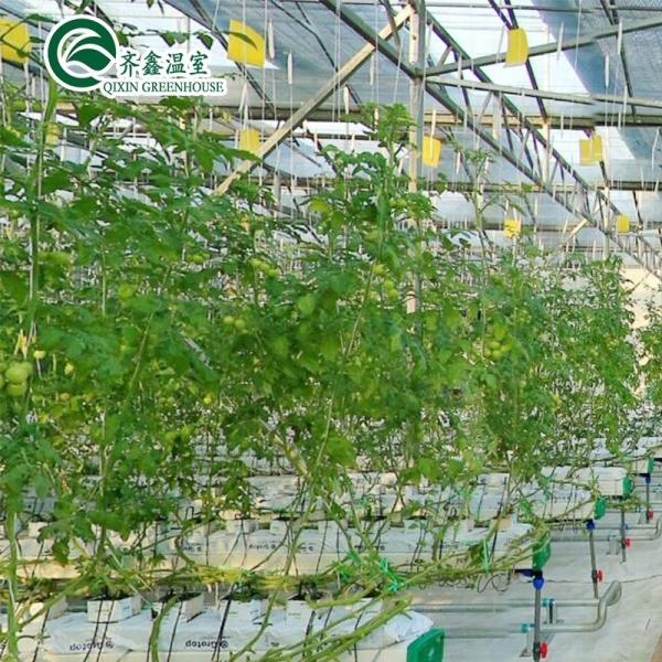 PO Film Protected Indoor Hydroponic Growing Systems for Greenhouse