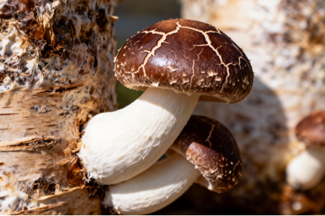 Organic Shiitake Mushroom (120g)