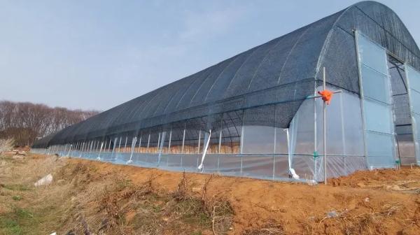 Shading Rate 20%-90% Plastic Sheeting Greenhouse For Strawberries
