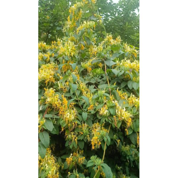 OEM ODM Jin Yin Hua Herbe Honeysuckle Médecine chinoise Réduit la chaleur interne