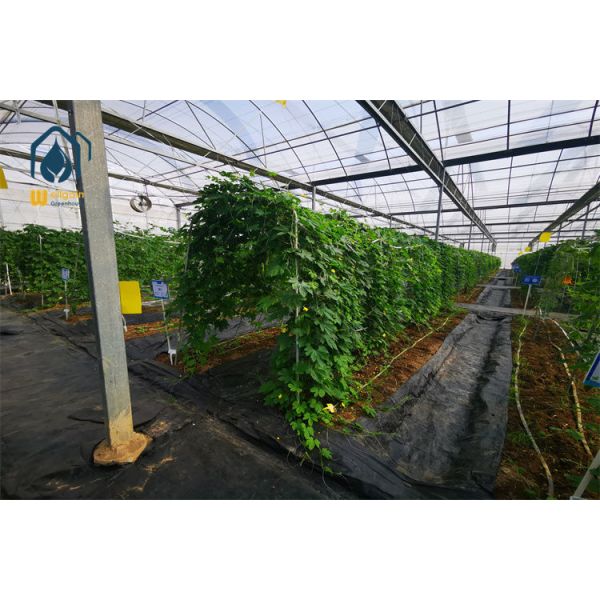 50 Mesh Insect Net Multi Span Greenhouse with Integrated Side Vent Screens WELLGAIN Agricultural Greenhouse Solution
