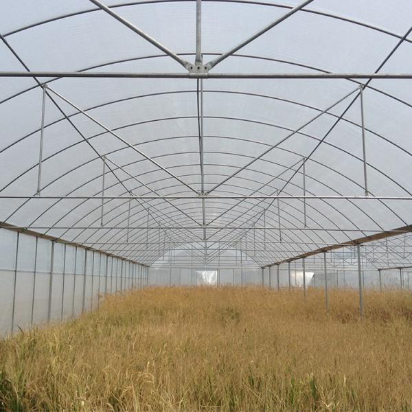 Multi Span Arch Plastic Film Greenhouse Tomato Strawberry Agricultural