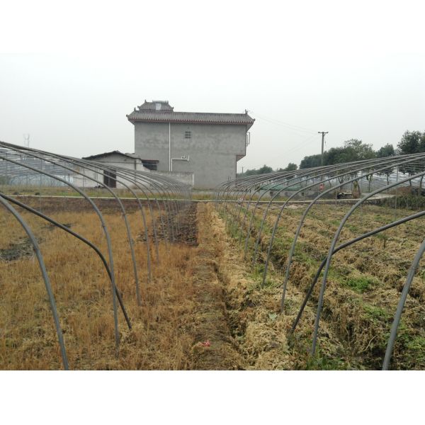 Парник ясной одиночной пяди поли обрабатывая землю для расти лука чилей