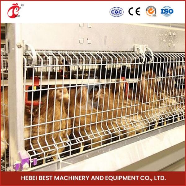96-128 Chickens Broiler Chicken Cage Fully Automatic Mia