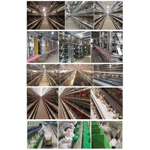 Чистка конвейерной ленты позема птицы PP птицефермы подпоясывает 1.0mm/1.2mm