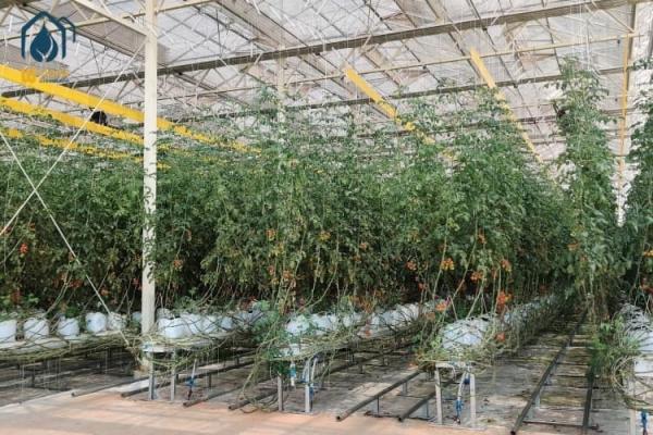 Greenhouse Steel Substrate Planting Gutter Agricultural Hydroponic System For Tomatoes