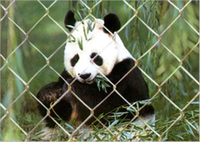 Durable Stainless Steel Zoo Mesh , Stainless Steel Zoo Fencing Materials
