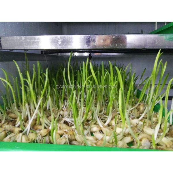 Автоматическая гидропонная система выращивания кормов мощностью 500 кг/день с энергосберегающей конструкцией