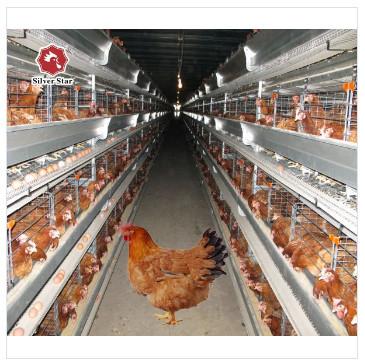 Automatic Layer Poultry Cage With Feeder And Drinker Poultry Cages For Layer Chickens For 10000 Birds