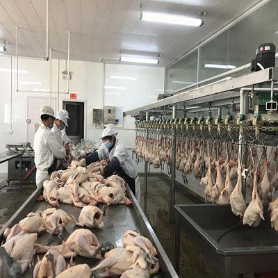 Linha Halal equipamento 500BPH da chacina do matadouro da galinha da máquina - 10000BPH