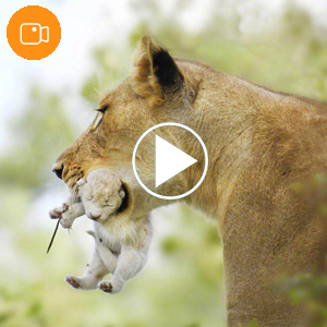 Mini Trail Camera Outdoor Hunting infrarrojo 4K HD 20MP 1080p