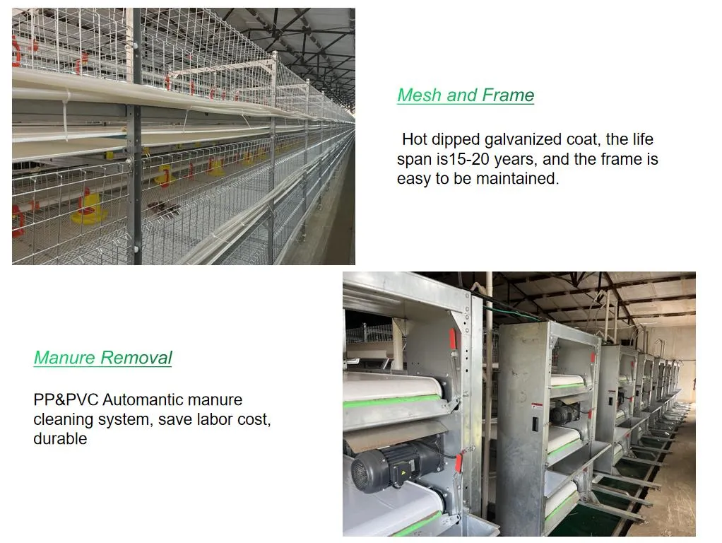 Galvanized Steel Automatic Poultry Farm Equipment Chicken Battery Cage H Type