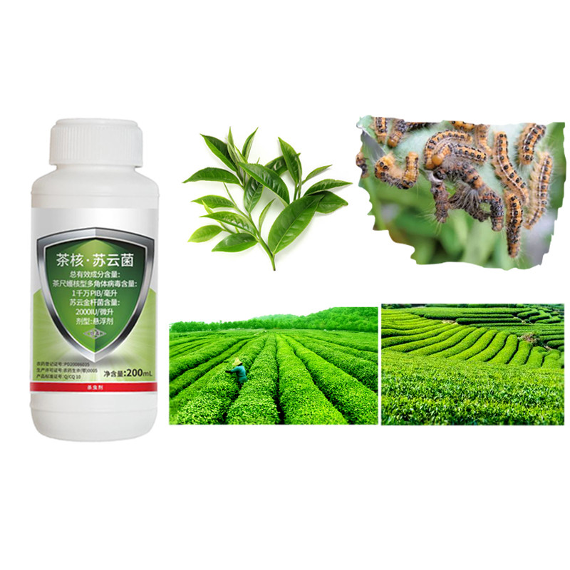 Чайное растение EoNPV Ectropis Obliqua Инсектицид с Bacillus thuringiensis Bt Спрейные растения