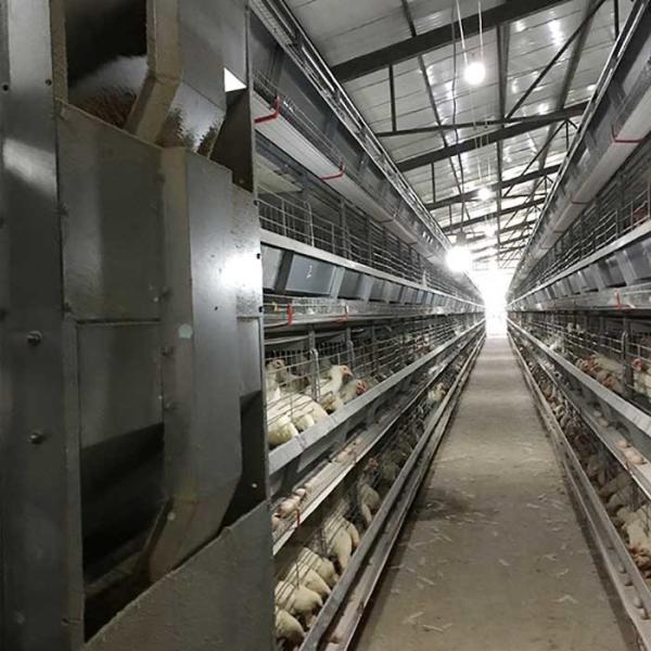 Gaiola de bateria running do alimentador para aves domésticas, gaiolas modernas da galinha da altura feita sob encomenda