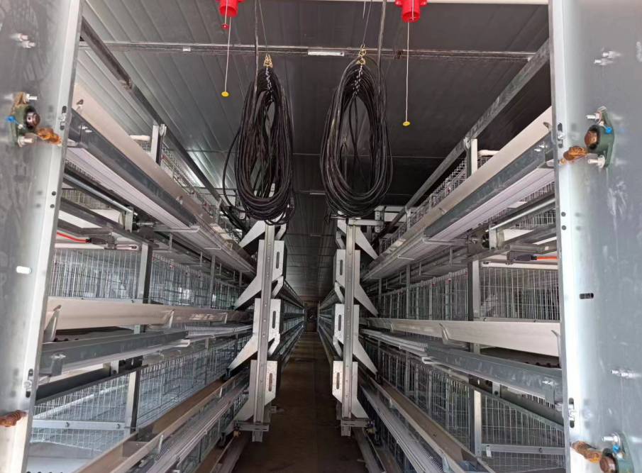 Hot-dip Galvanized Automated Manure Removal Cage Poultry Equipment with Easy Installation and Corrosion Resistance