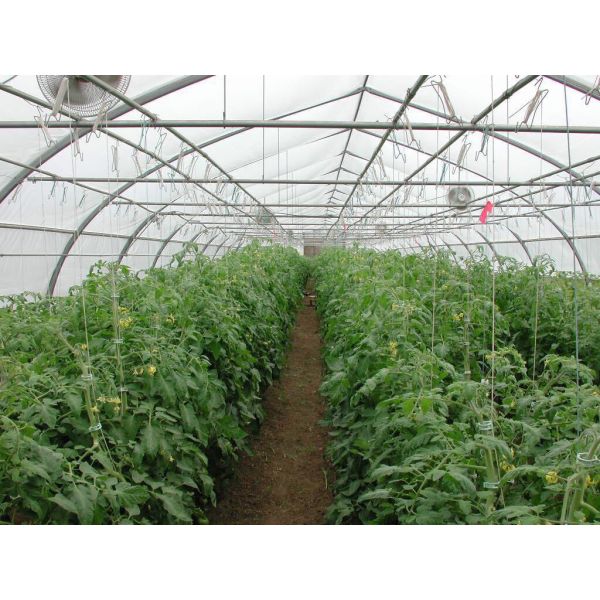 Тоннеля крыши снега парник устойчивого большого остроконечного пластиковый отсутствие паять