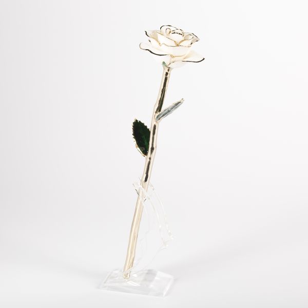 24k Gold Rose Fresh Preserved Flower  Everlasting Rose Wholesale  Handmade Preserved Rose Preserved Flowers Supply