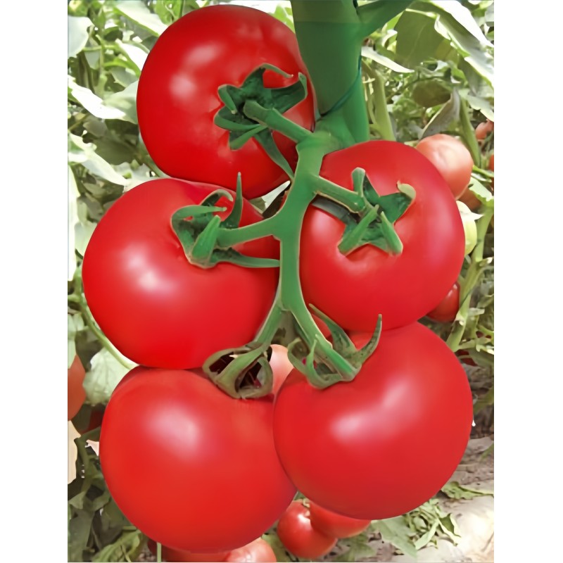 Bawang Mid Early Maturity Spring Indeterminate Tomato Seeds For Greenhouse T46