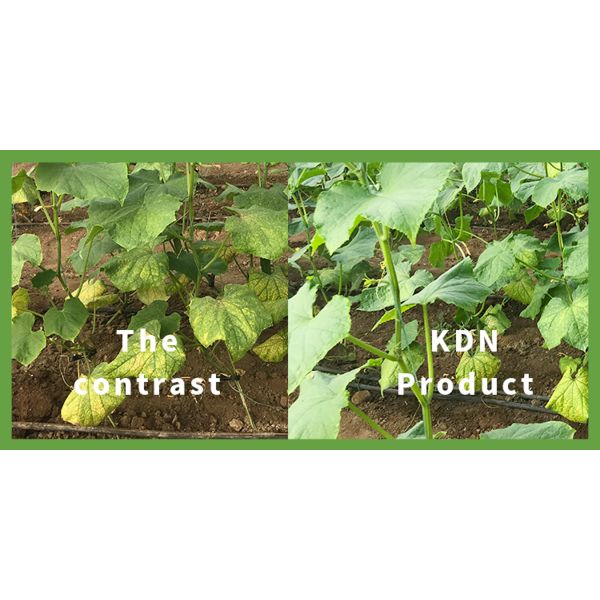 Bacillus Subtilis Plant Probiotics In Agriculture Avoid Nematode Diseases